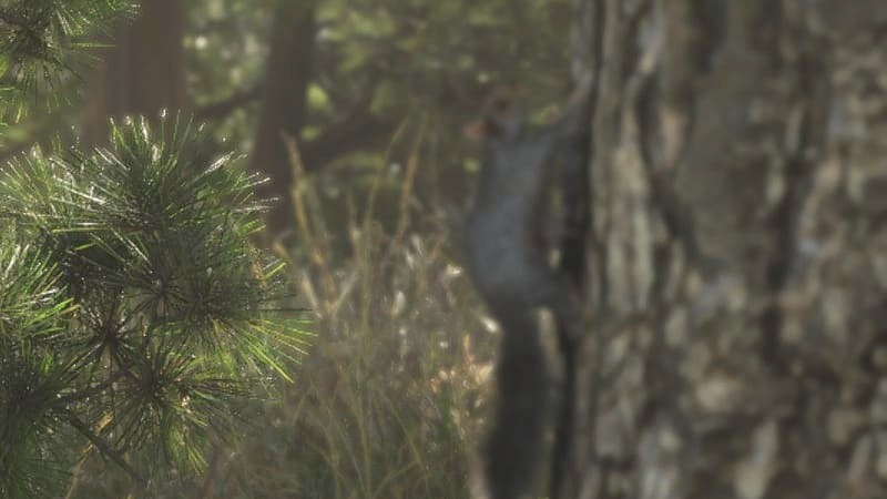 A dark gray squirrel climbs a pine trunk, out of focus, in Mount Kalaga National Park