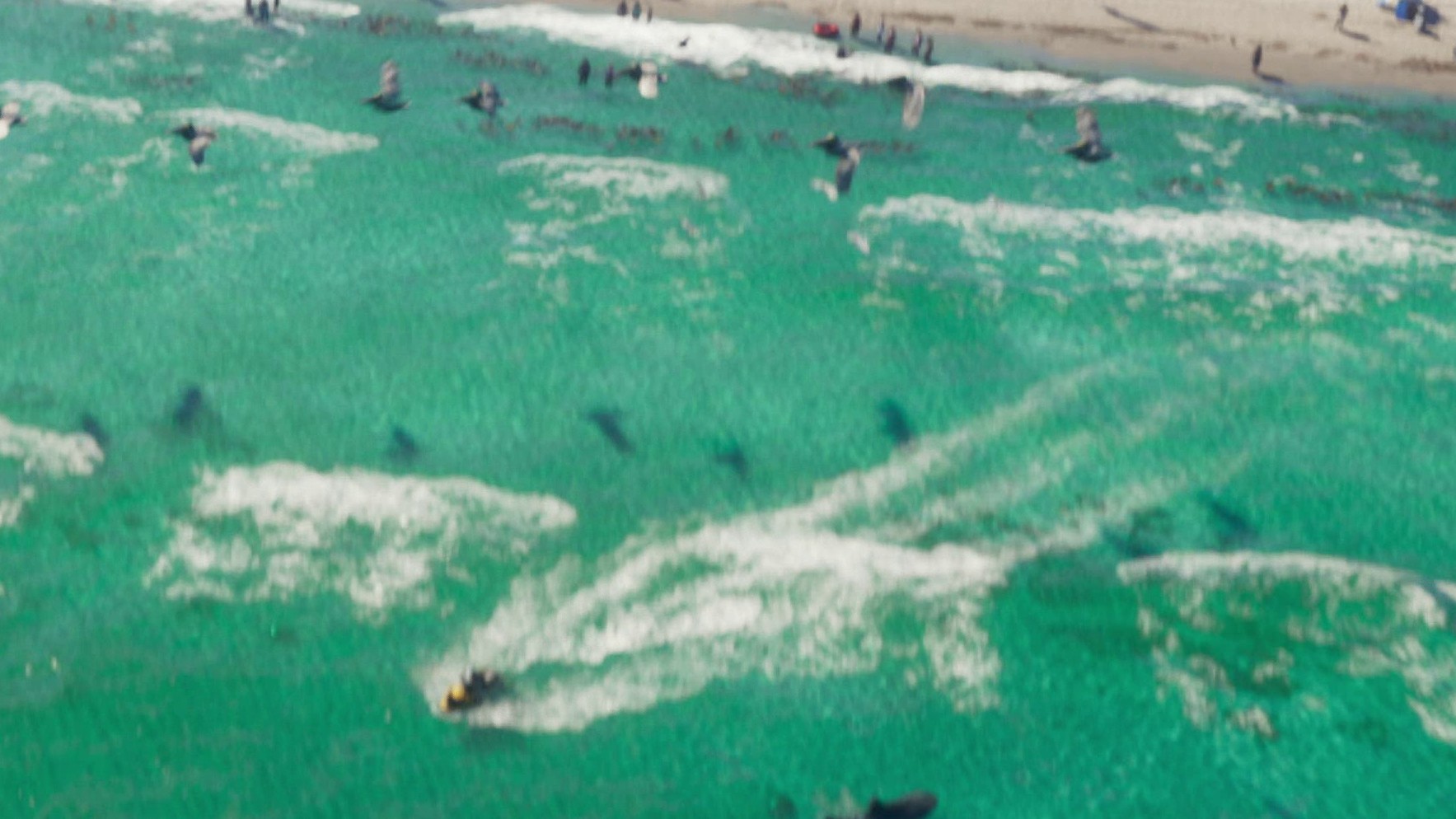 Aerial view of turquoise sea with shark silhouettes underwater near the shore, a jet ski and pelicans flying low