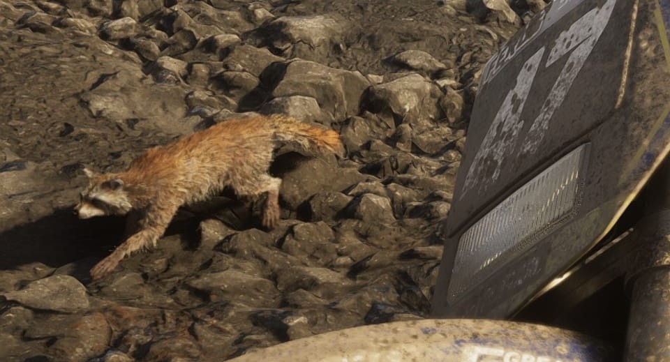Un mapache huye entre las piedras junto a una moto de cross en Mount Kalaga