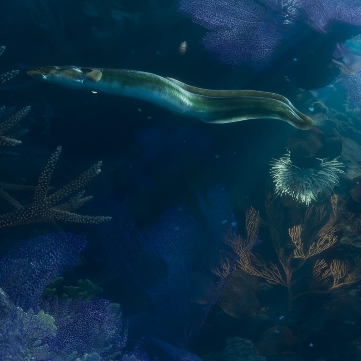 An eel swims over the Leonida Keys coral reef